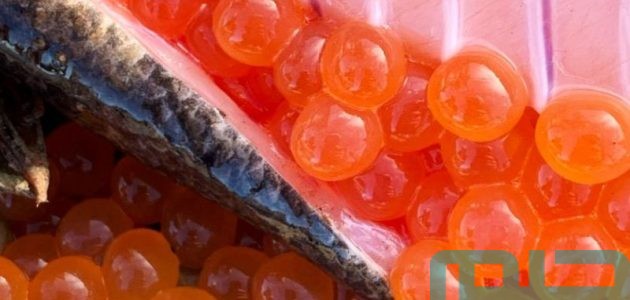 تفسير حلم رؤية أكل بيض السمك في المنام وعلاقته بالتفاهم 1 تفسير أكل بيض السمك في المنام