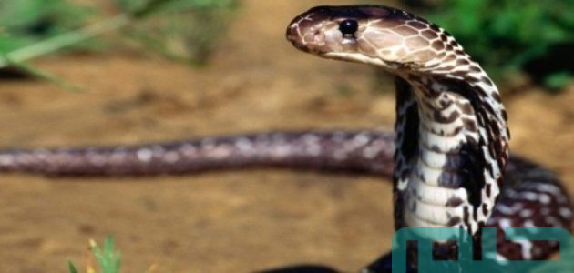 تفسير حلم رؤية الثعبان ولدغته وقتله في المنام للعزباء 1 تفسير الثعبان في المنام