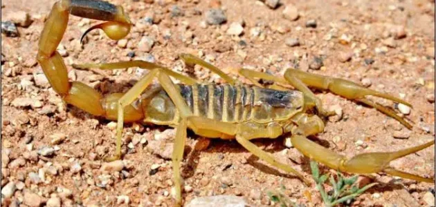 تفسير حلم رؤية العقرب في المنام وعلاقته بالذنوب والتوبة 1 تفسير العقرب في الحلم
