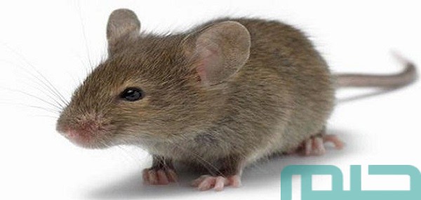 تفسير حلم رؤية الفأر في المنام وعلاقته بزوال الكرب 1 تفسير الفأر في المنام