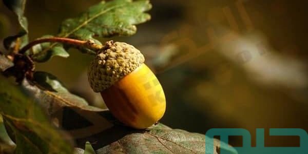 تفسير حلم رؤية البلوط وشجر البلوط في المنام وعلاقته بالقوة 1 تفسير حلم البلوط وشجر البلوط