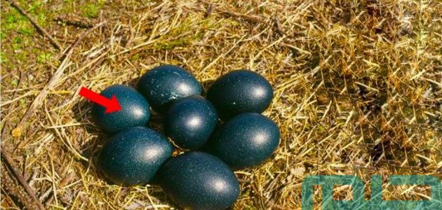 تفسير حلم رؤية البيض الأسود في المنام وعلاقته بالتخلص من العقبات 1 تفسير حلم البيض الأسود في المنام