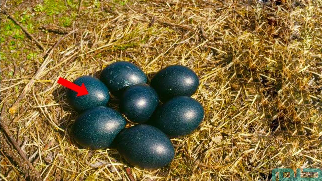 تفسير حلم البيض الأسود في المنام