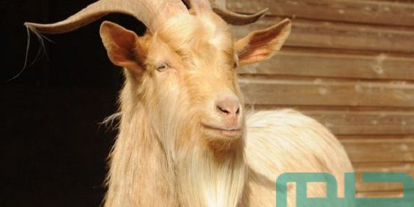 تفسير حلم رؤية التيس فى المنام وعلاقته بحل المشكلة 1 تفسير حلم التيس فى المنام