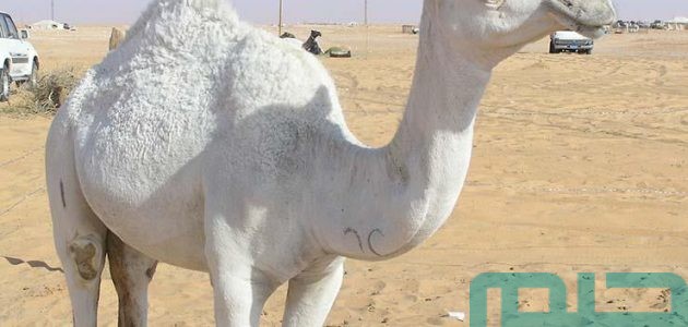 تفسير حلم رؤية الجمل الأبيض في المنام وعلاقته بالمكانة المميزة 1 تفسير حلم الجمل الأبيض في المنام