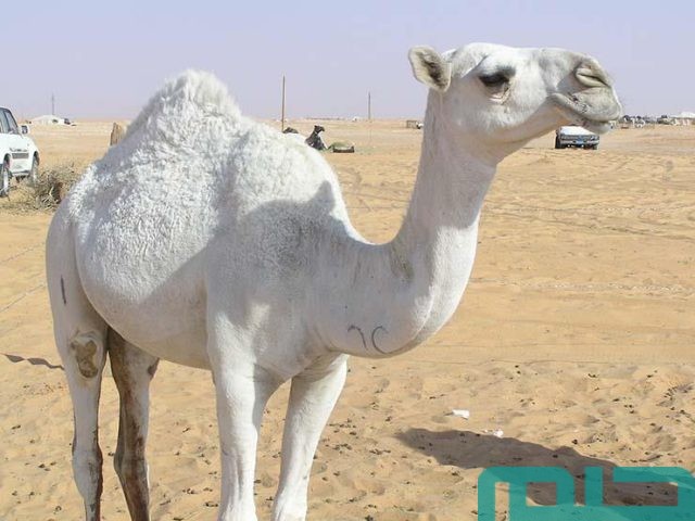 تفسير حلم الجمل الأبيض