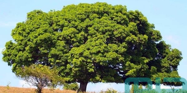 بشريات تفسير حلم رؤية الشجرة في المنام 1 تفسير حلم رؤية الشجرة
