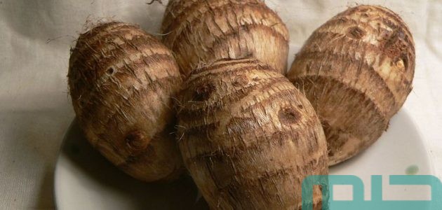 بشريات تفسير حلم رؤية القلقاس في المنام 1 تفسير حلم رؤية القلقاس