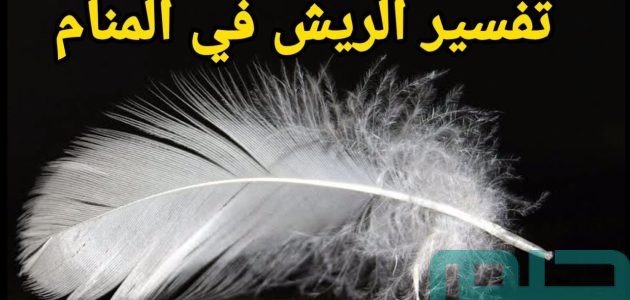 تفسير حلم رؤية الريش الأبيض في المنام وعلاقتها بالخطوبة والزواج 1 تفسير رؤية الريش الأبيض في المنام