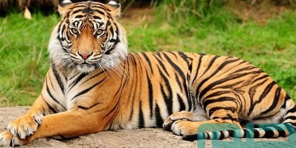 تفسير حلم رؤية النمر في المنام للعزباء وعلاقته بالنجاح 1 تفسير رؤية النمر في المنام للعزباء