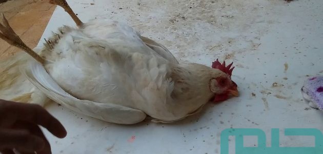 تفسير حلم رؤية موت الدجاج في المنام وعلاقته بالرزق الوفير 1 تفسير رؤية موت الدجاج في المنام