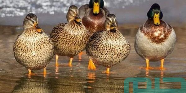 تفسير حلم رؤية فرخ البط في المنام وعلاقته بالخروج من الصعوبات 1 تفسير فرخ البط في المنام