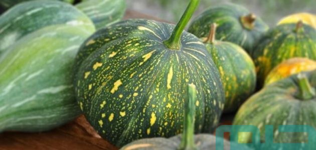 تفسير حلم رؤية اليقطين الأخضر في المنام وعلاقته بالأمنيات 1 رؤية اليقطين الأخضر في المنام