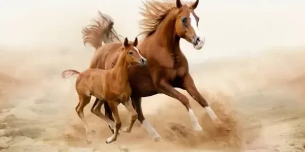تفسير حلم رؤية الخوف من الحصان في المنام وعلاقته بالتفاؤل 1 ما تفسير حلم الخوف من الحصان في المنام؟