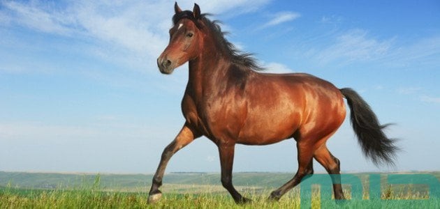 تفسير حلم رؤية حصان مجروح في المنام وعلاقته بالتحديات 1 ما تفسير حلم حصان مجروح في المنام؟
