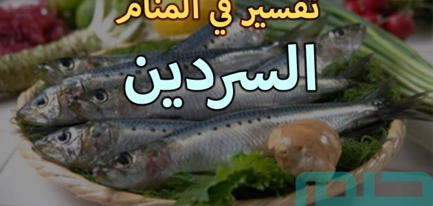 تفسير حلم رؤية السردين في المنام وعلاقتها بالاستقرار 1 ما تفسير حلم رؤية السردين في المنام