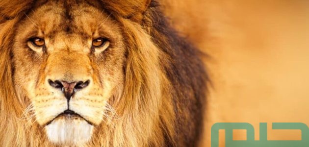 تفسير رؤية حلم أسد هزيل في المنام وعلاقته بالذكاء 1 ما تفسير رؤية أسد هزيل في المنام؟