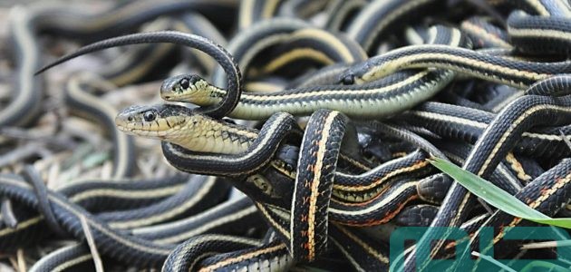 تفسير حلم رؤية الثعابين بعد قراءة سورة البقرة في المنام 1 ما تفسير رؤية الثعابين في المنام بعد قراءة سورة البقرة؟