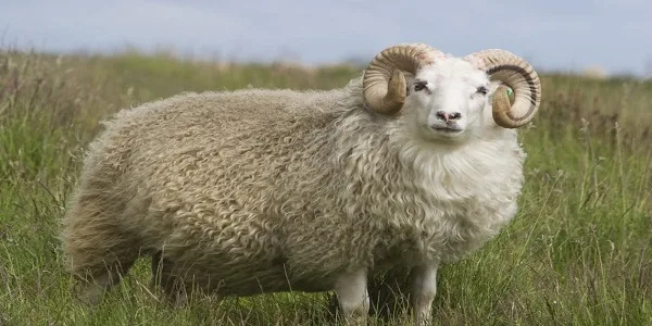 تفسير حلم رؤية الكبش في المنام وعلاقته بالتغيرات في الحياة 1 ما تفسير رؤية الكبش في المنام؟