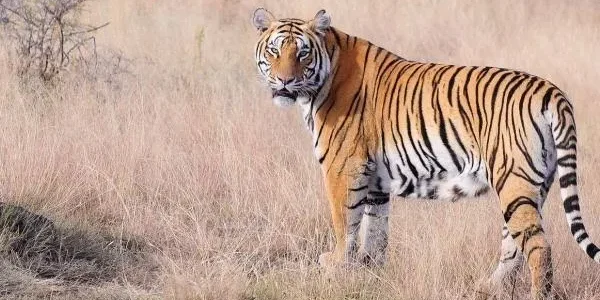 تفسير حلم رؤية جلد النمر في المنام وعلاقته بالأخلاق الحميدة 1 ما تفسير رؤية جلد النمر في المنام؟