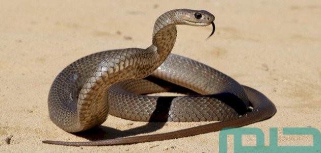 هل الثعبان في المنام يدل على السحر والعين 1 هل الثعبان في المنام سحر وعين؟