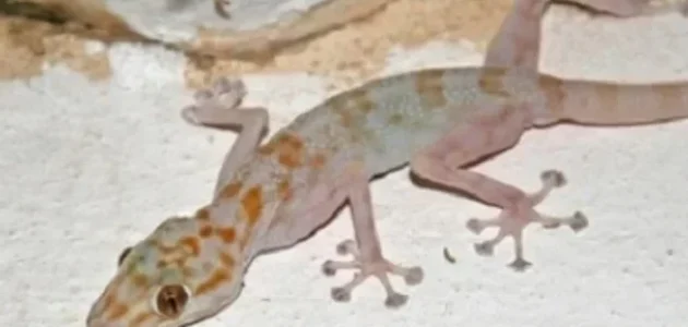 هل الوزغ في الحلم يدل على السحر 1 هل الوزغ في المنام يدل على السحر