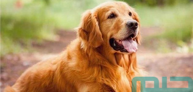 تفسير حلم رؤية الكلب فى المنام وعلاقتها بالقرارات الصائبة 1 تفسير حلم الكلب فى المنام