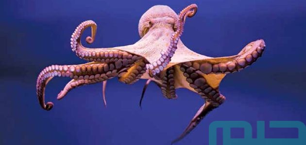 بشريات تفسير حلم رؤية الأخطبوط في المنام 1 تفسير حلم رؤية الأخطبوط