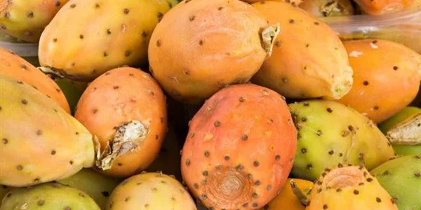 دلالات تفسير حلم رؤية التين الشوكي فى المنام 1 تفسير حلم رؤية التين الشوكي فى المنام
