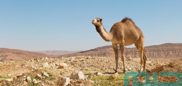 دلالات تفسير حلم رؤية الجمل في المنام 1 تفسير حلم رؤية الجمل في المنام
