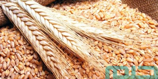 دلالات تفسير حلم رؤية الحنطة في المنام 1 تفسير حلم رؤية الحنطة في المنام