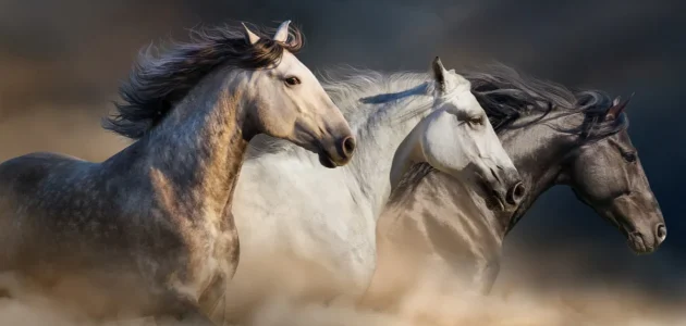 تفسير حلم رؤية الخيول في المنام وعلاقتها بالرزق الكبير 1 تفسير حلم رؤية الخيول في المنام