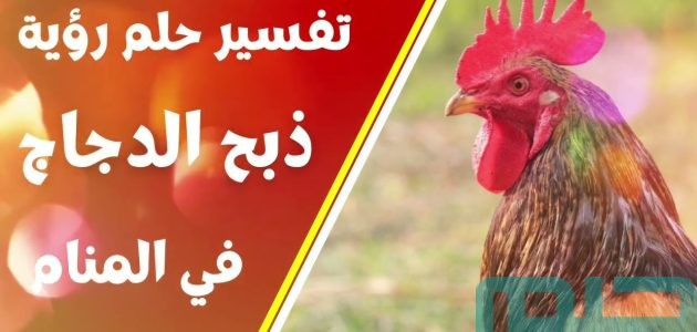تفسير حلم رؤية الدجاجة المذبوحة في المنام وعلاقتها بسماع الأخبار السعيدة 1 تفسير حلم رؤية الدجاجة المذبوحة في المنام
