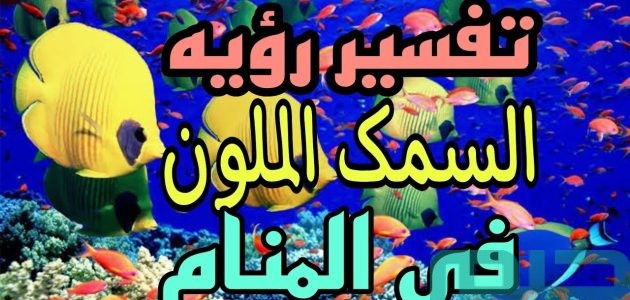 تفسير حلم رؤية السمك الملون وصيده في المنام وعلاقته بالسعادة 1 تفسير حلم رؤية السمك الملون