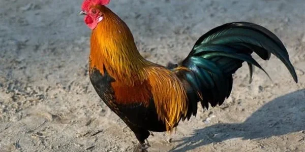 بُشريات تفسير حلم رؤية صياح الديك في المنام 1 تفسير حلم رؤية صياح الديك
