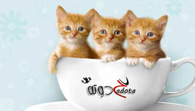 هل رؤية القطط في المنام خير او شر؟