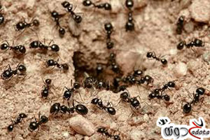 تفسير رؤية النمل في المنام لابن سيرين