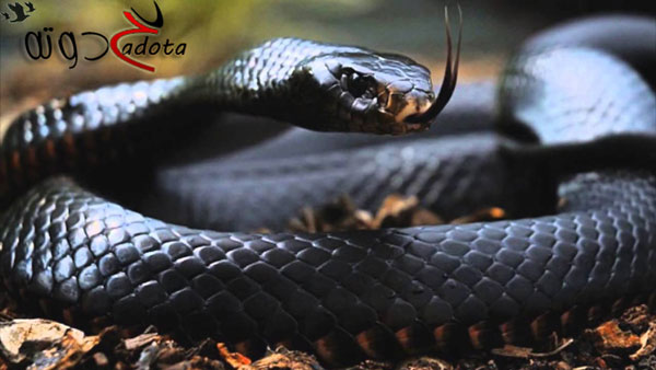 تفسير رؤية الثعابين في المنام