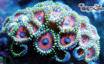 تفسير رؤية اللؤلؤ والمرجان في المنام