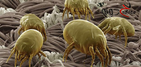 هل القمل في الحلم خير ام شر؟