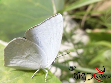 ما هو تفسير حلم الفراشة