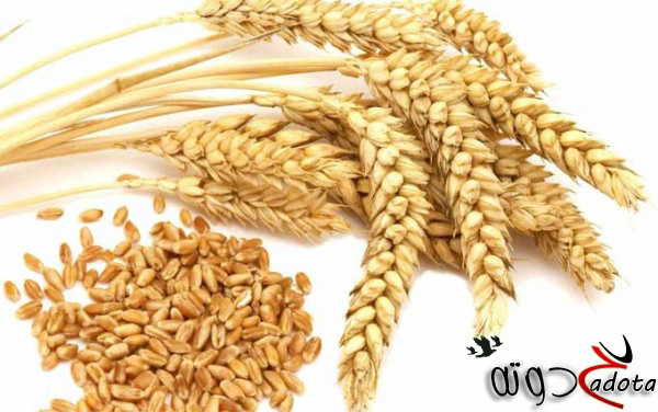 تفسير رؤية حبوب القمح في المنام