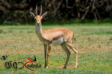 تفسير رؤية الغزال في المنام