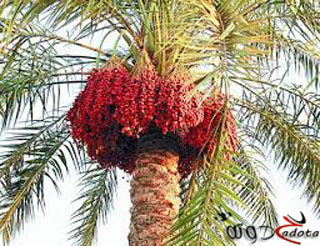 على ماذا يدل رؤية البلح في المنام؟