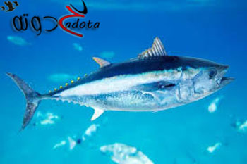 ما معنى رؤية سمك التونة في الحلم؟