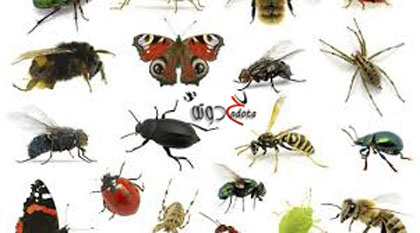 ما هو تفسير رؤية الحشرات في المنام