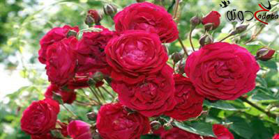 تفسير رؤية الورد في المنام