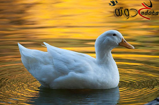 تفسير رؤية البط في المنام