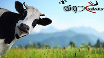 ما تفسير رؤية البقرة في المنام