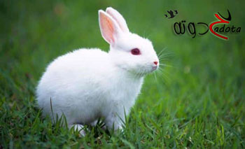 ما هو تفسير رؤية أرنب في المنام